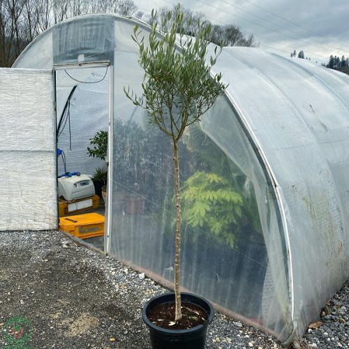 Olivovník európsky (Olea europaea) (-12°C) - obvod kmeňa 8/10 cm, výška 140-170 cm, kont. C45L 